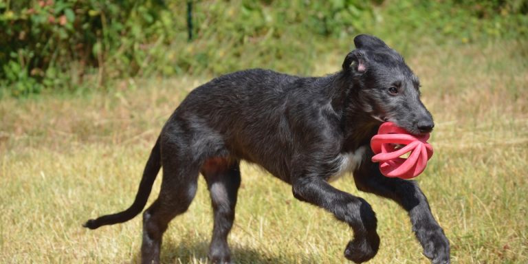 Comment résoudre les problèmes d’anxiété chez le chien ?